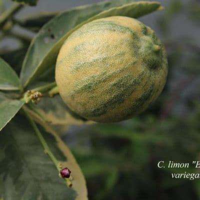 C. limon Eurika pink variegated